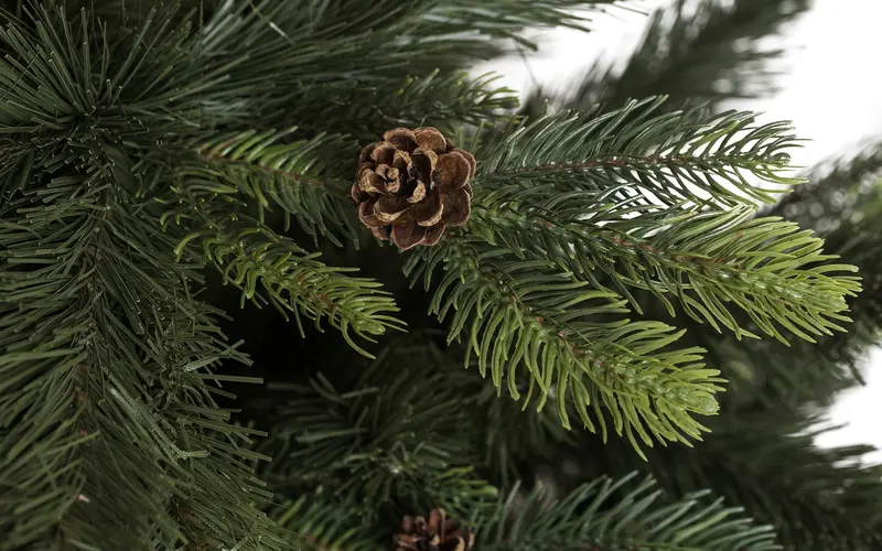 Detail vetvicek a sisek Borovice Pola