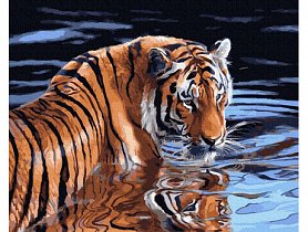 Malování podle čísel - Tygří koupel - 40x50 cm