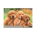 Puzzle - Psi a kočky 2x48 - štěňátka